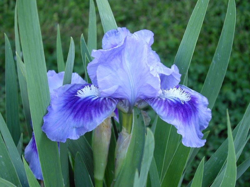 Iris pumila 'bleu' photo